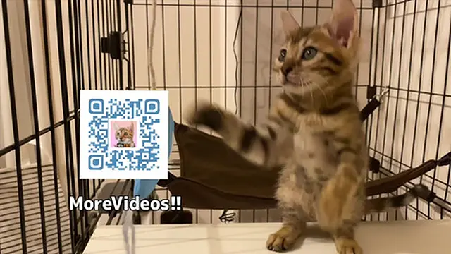 Furry pussycat toy review  Here′s a toy that will make you jump for joy!